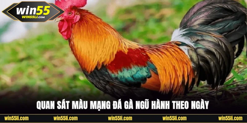 Quan sát màu mạng đá gà ngũ hành theo ngày